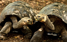 Ecuador-Galapagos-Coral I & II  5-day Cruise